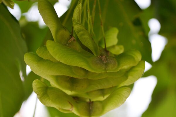 Acer miyabei ′Morton′ [sold as State Street™] - Fruit