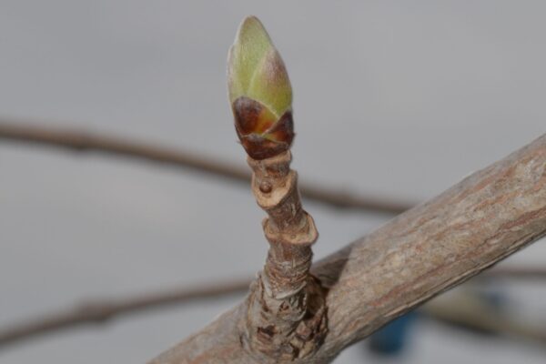 Acer miyabei ′Morton′ [sold as State Street™] - Leaf Bud