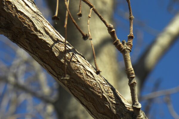 Acer miyabei ′Morton′ [sold as State Street™] - Young Bark