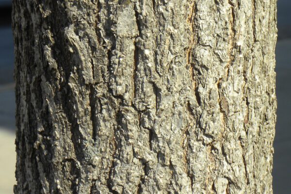 Acer miyabei ′Morton′ [sold as State Street™] - Bark