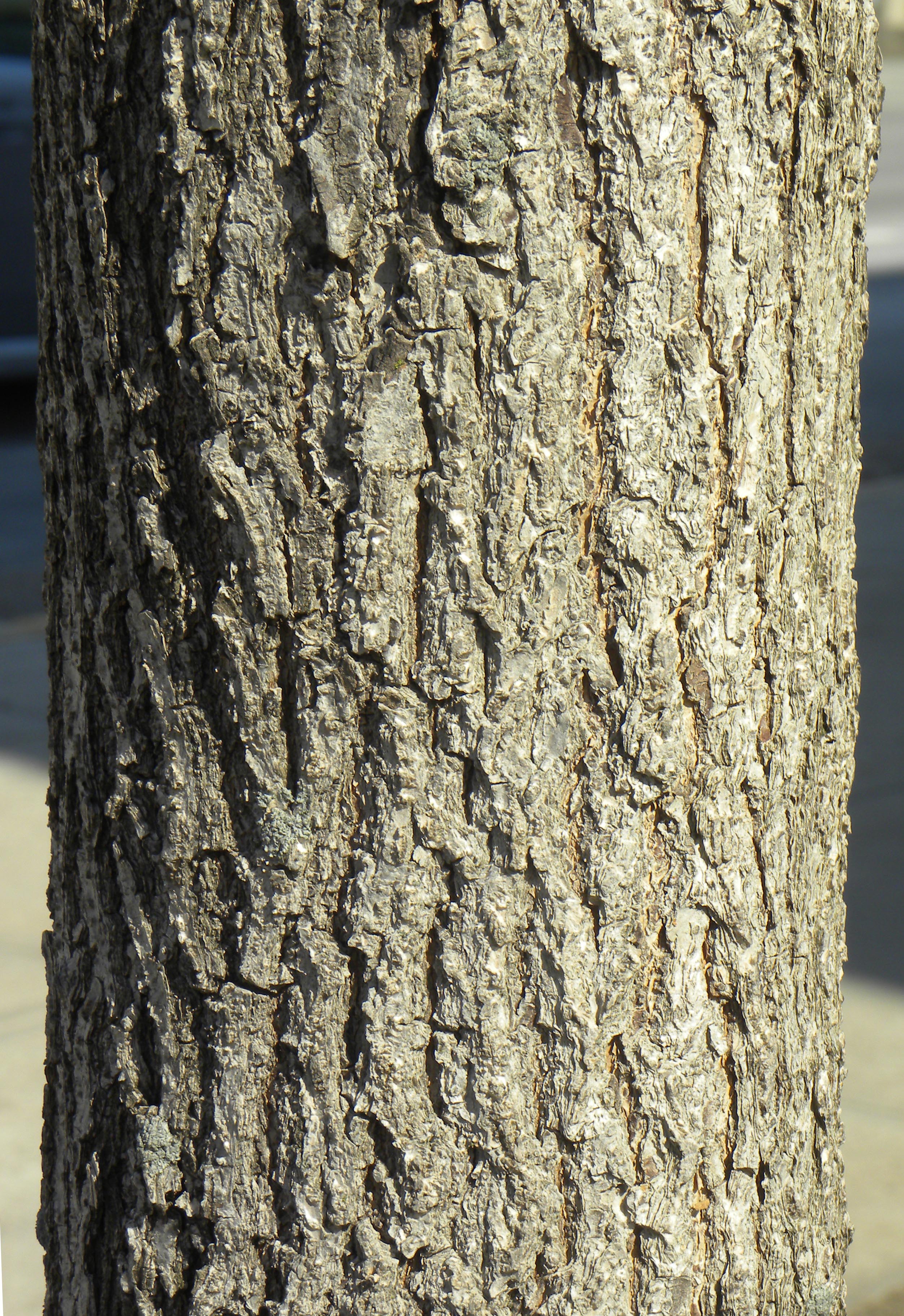 Acer Miyabei State Street