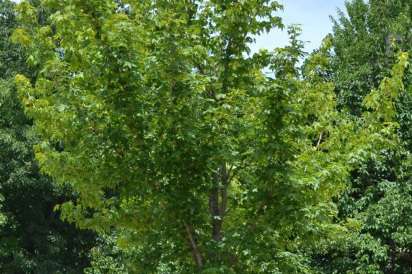 Acer miyabei ′Morton′ [sold as State Street™] - Tree Habit