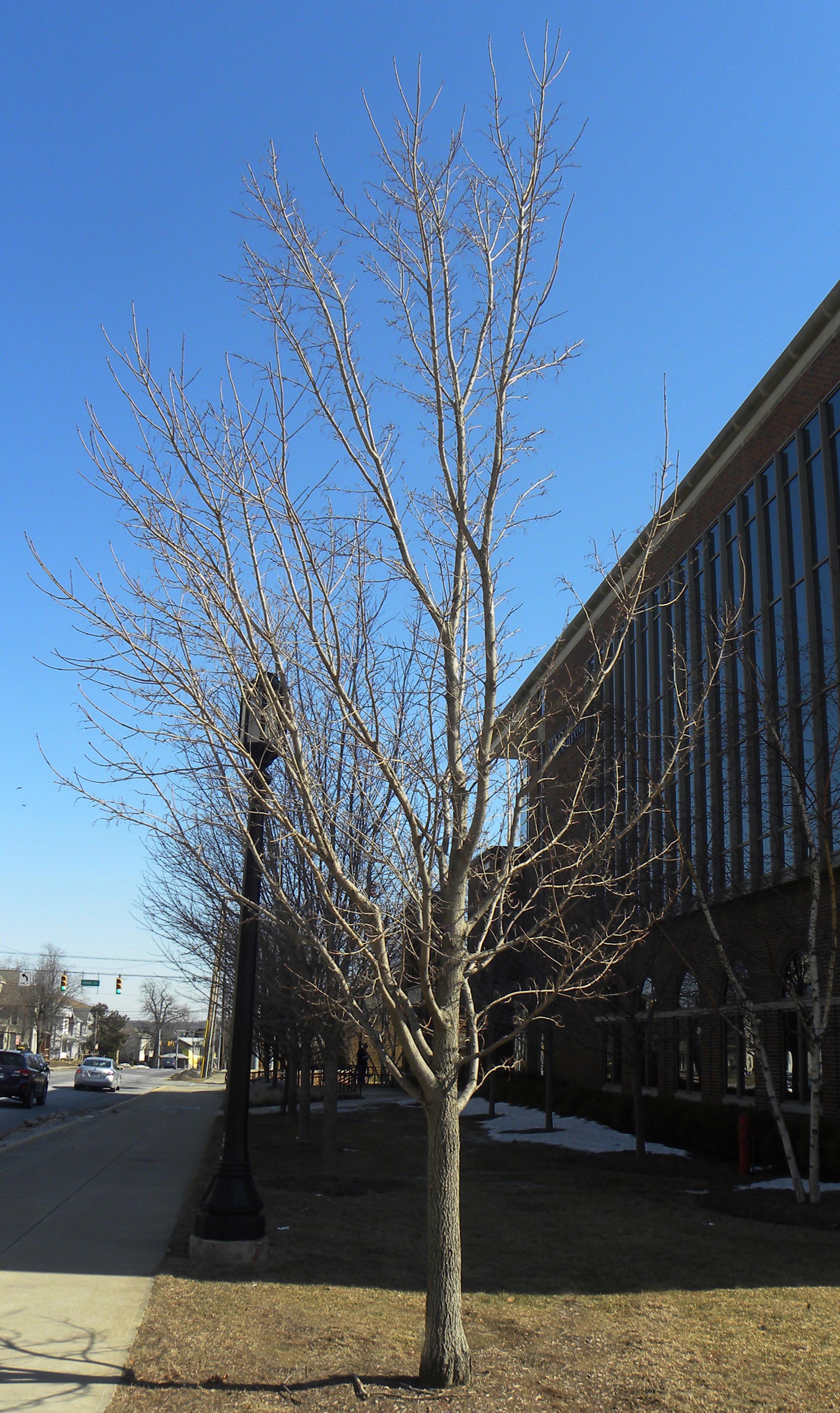 Acer Miyabei State Street