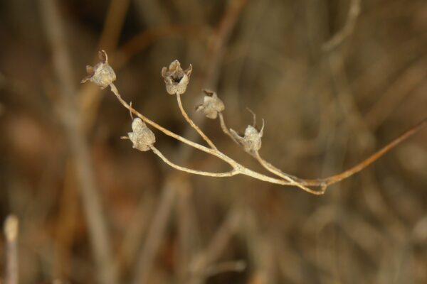 Deutzia gracilis ′Nikko′ - Old Fruit