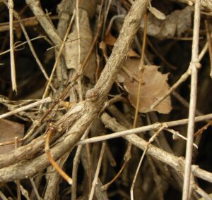 Deutzia gracilis ′Nikko′ - Bark
