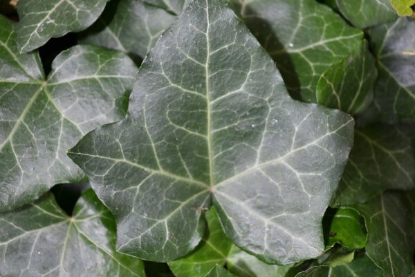 Hedera helix - Leaf