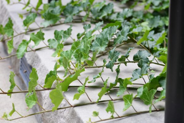 Hedera helix - Stems