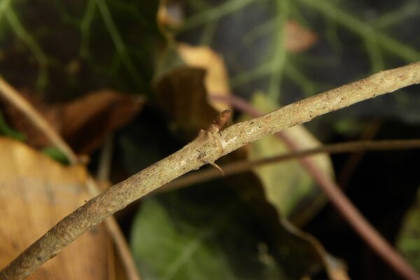 Hedera helix - Buds