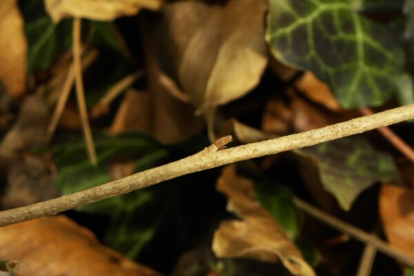 Hedera helix - Bud and Bark