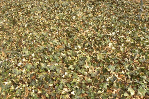 Hedera helix - Winter Habit