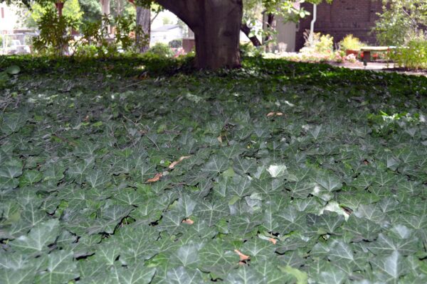 Hedera helix - Overall Groundcover in Summer