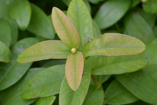 Hypericum calycinum - Leaves