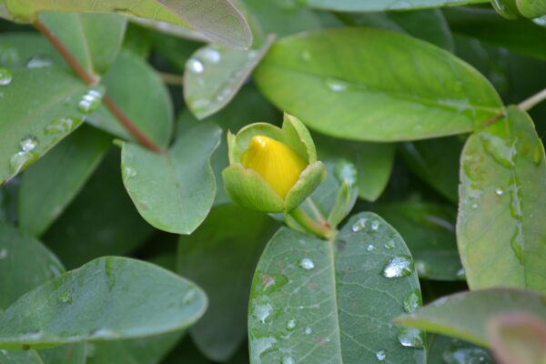 Hypericum calycinum - Flower Bud