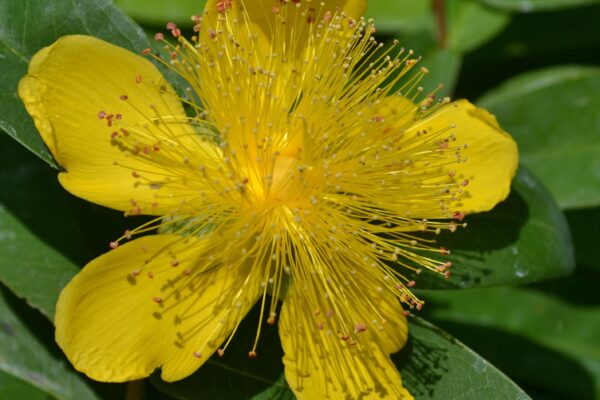 Hypericum calycinum - Flower