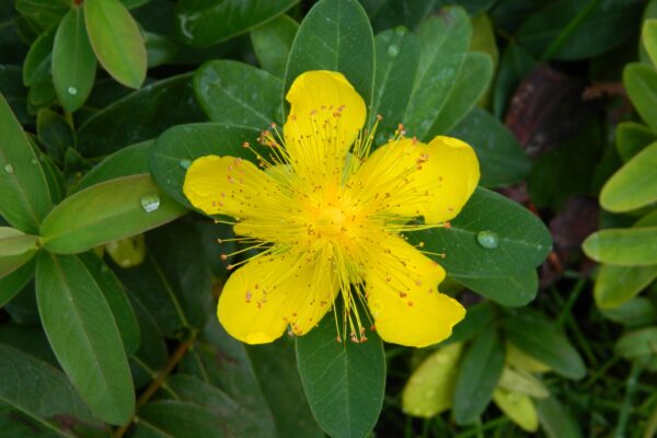 Hypericum calycinum - Flower