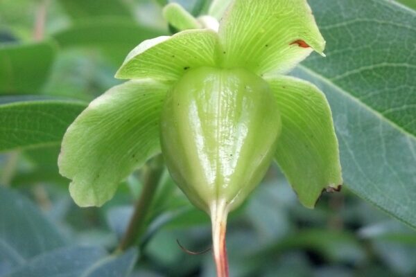 Hypericum calycinum - Fruit