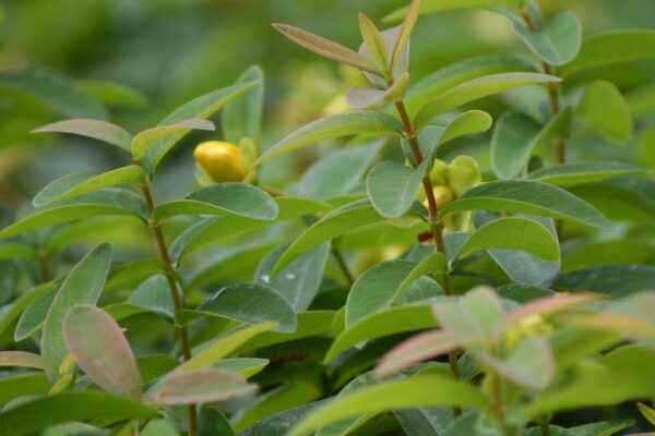 Hypericum calycinum - Stems