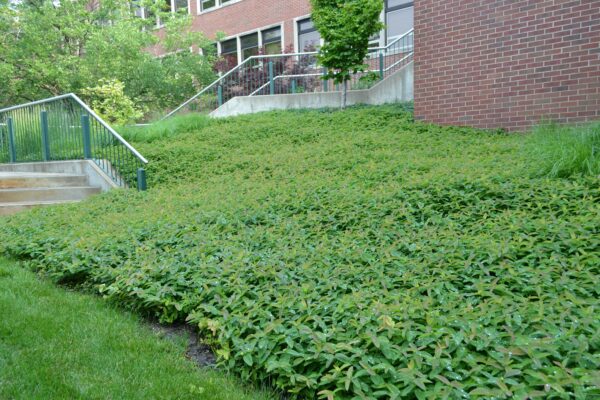 Hypericum calycinum - Groundcover Habit