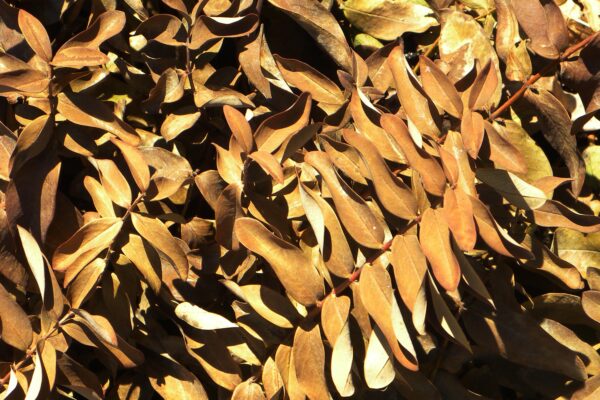 Hypericum calycinum - Winter Foliage