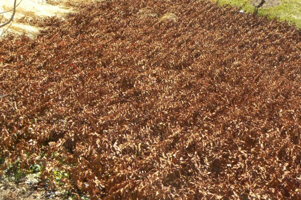 Hypericum calycinum - Winter Habit