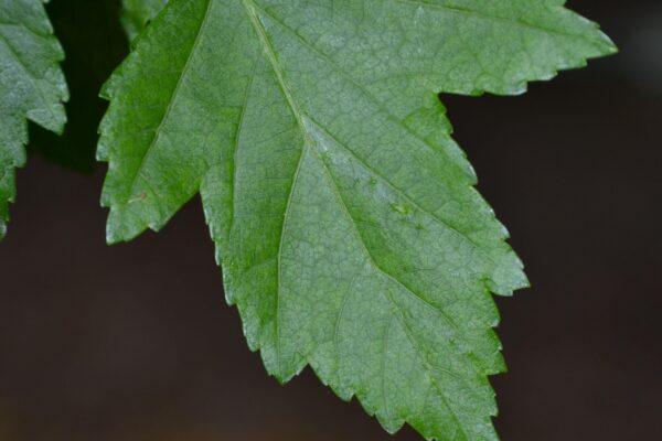 Acer tataricum ssp. ginnala - Leaf