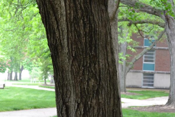 Acer tataricum ssp. ginnala - Bark