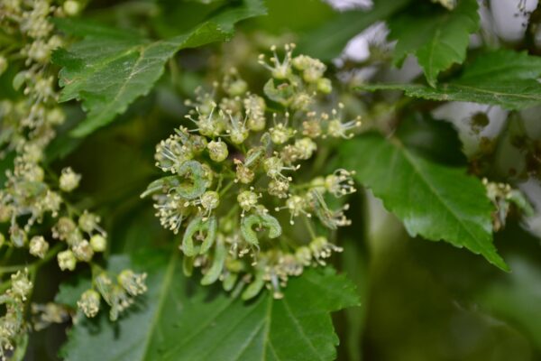 Acer tataricum ssp. ginnala - Emerging Fruits and Flowers