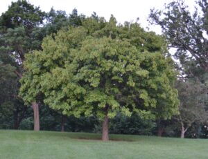 Acer tataricum ssp. ginnala - Overall Habit