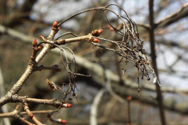 Acer tataricum ssp. ginnala - Buds