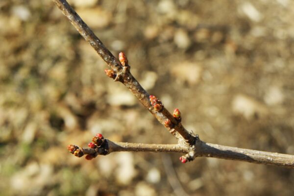 Acer tataricum ssp. ginnala - Buds