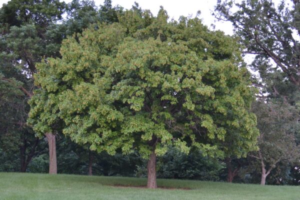 Acer tataricum ssp. ginnala - Overall Habit