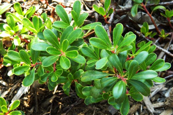 Arctostaphylos uva-ursi - Foliage