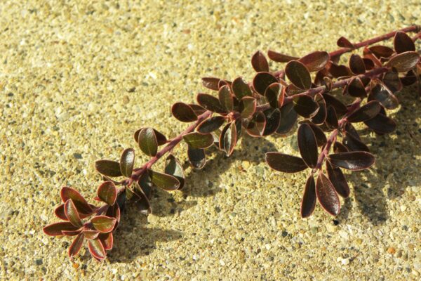 Arctostaphylos uva-ursi - Winter Color