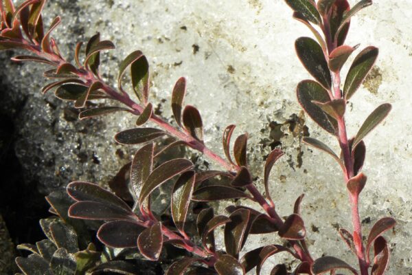 Arctostaphylos uva-ursi - Winter Color