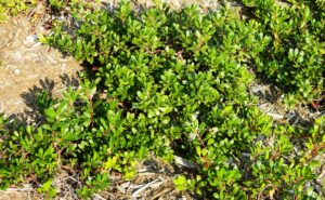 Arctostaphylos uva-ursi - Summer Habit