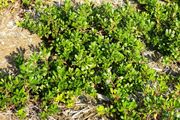 Arctostaphylos uva-ursi - Summer Habit