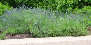 Lavandula angustifolia - Habit