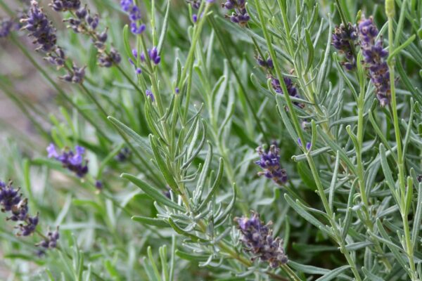 Lavandula angustifolia - Stems