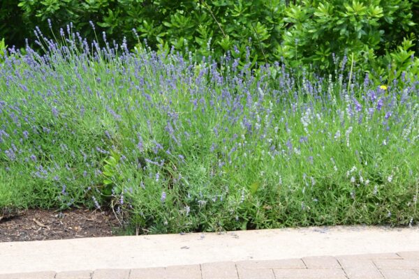 Lavandula angustifolia - Habit