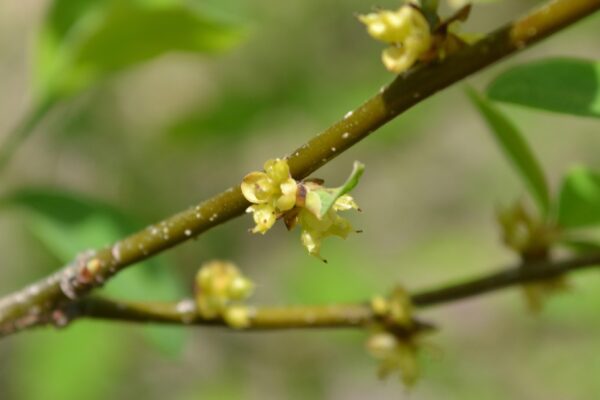 Lindera benzoin - Flowers