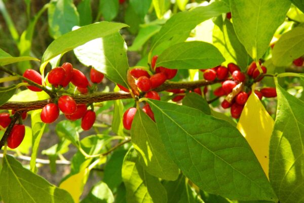 Lindera benzoin - Fruit & Leaves