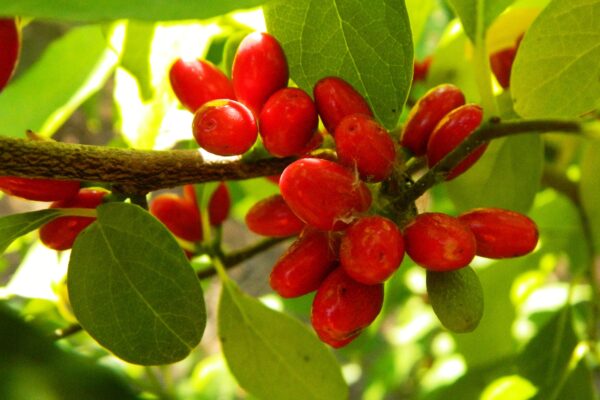 Lindera benzoin - Fruit