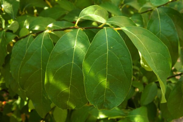 Lindera benzoin - Leaves