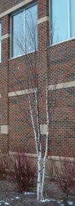 Betula platyphylla - Winter Habit