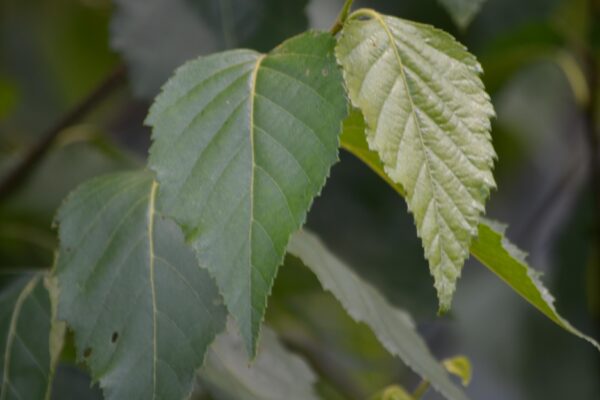 Betula platyphylla - Leaves
