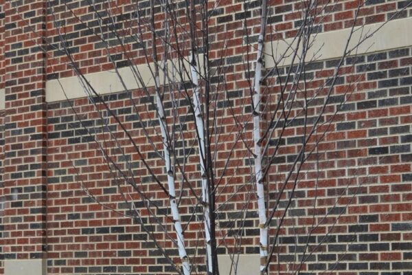 Betula platyphylla - Winter Habit