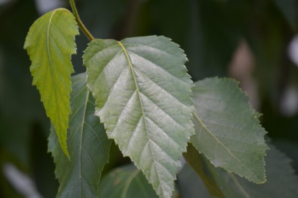Betula platyphylla - Leaves