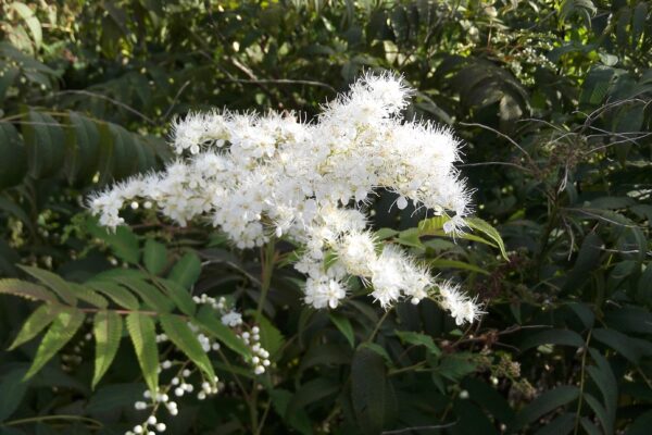 Sorbaria sorbifolia - Fall Flower