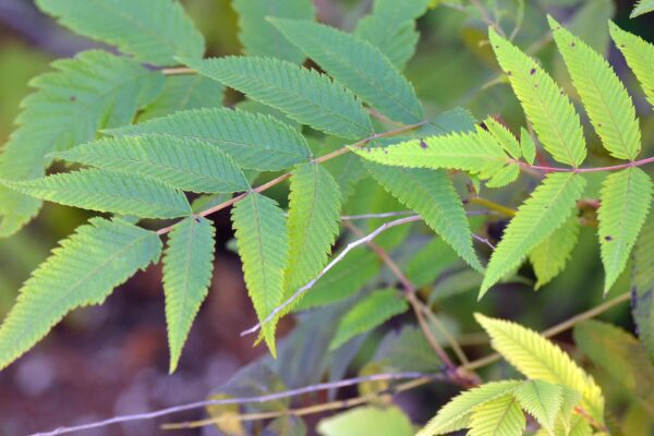 Sorbaria sorbifolia - Foliage