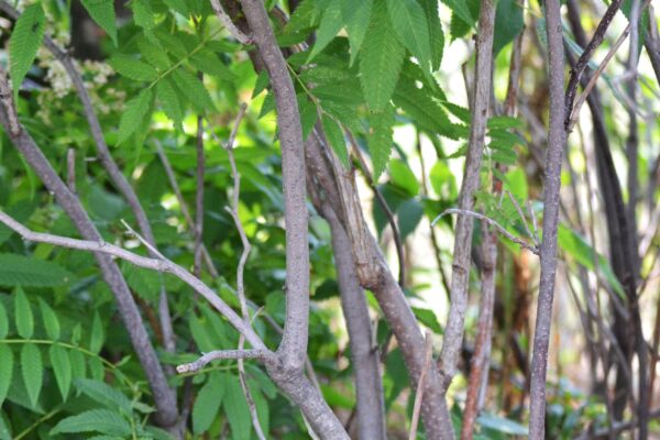 Sorbaria sorbifolia - Bark